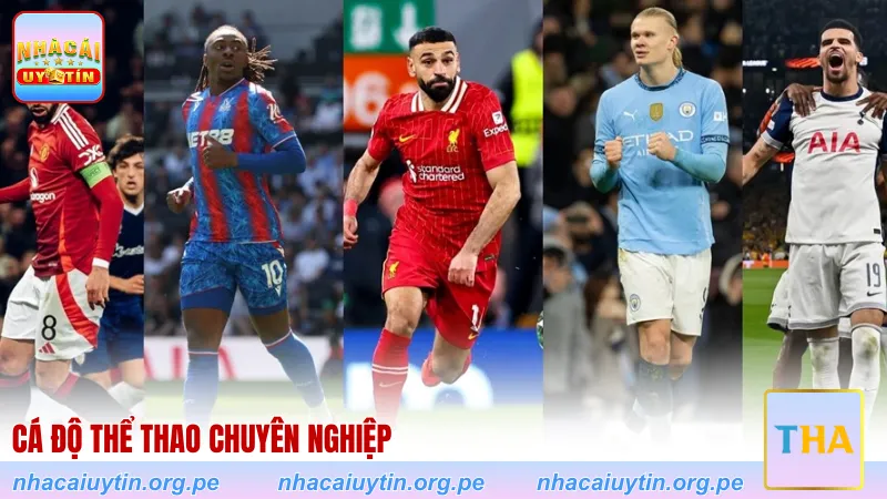 Cá độ thể thao chuyên nghiệp