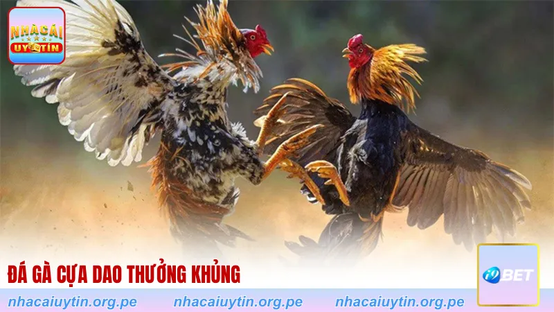 Đá gà cựa dao thưởng khủng