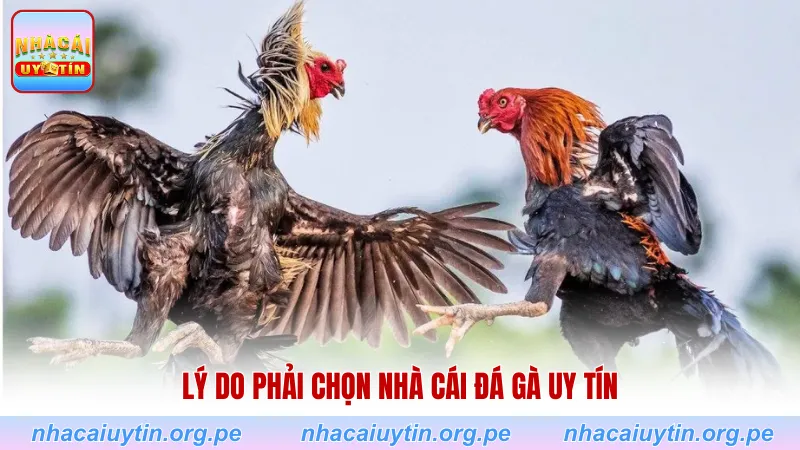 Lý do phải chọn nhà cái đá gà uy tín