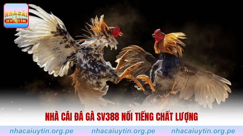 Nhà cái đá gà SV388 nổi tiếng chất lượng