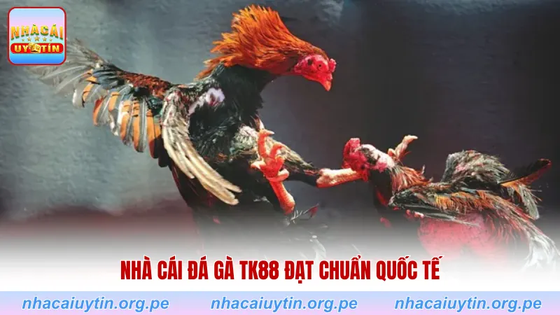 Nhà cái đá gà TK88 đạt chuẩn quốc tế