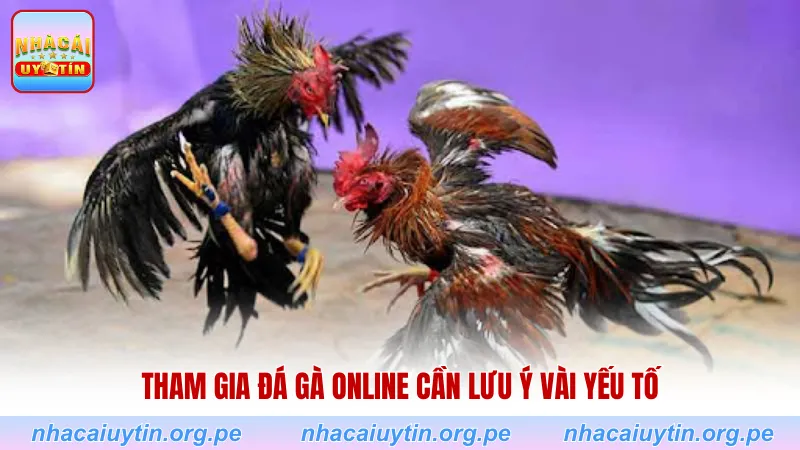 Tham gia đá gà online cần lưu ý vài yếu tố
