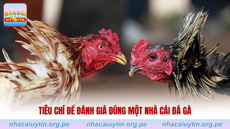 Tiêu chí để đánh giá đúng một nhà cái đá gà