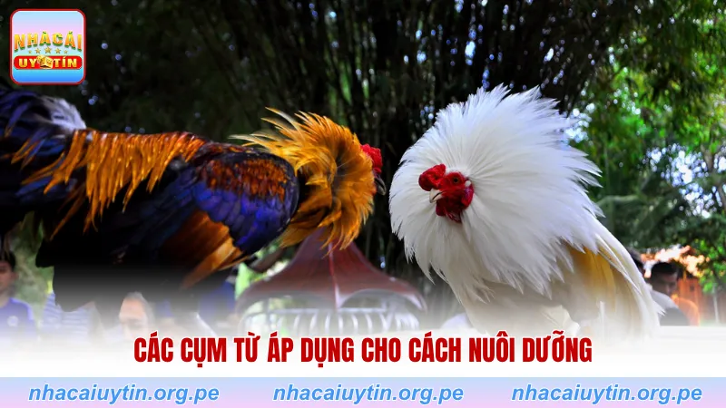 Các cụm từ áp dụng cho cách nuôi dưỡng