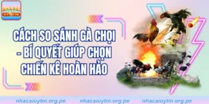 Cách So Sánh Gà Chọi - Bí Quyết Giúp Chọn Chiến Kê Hoàn Hảo