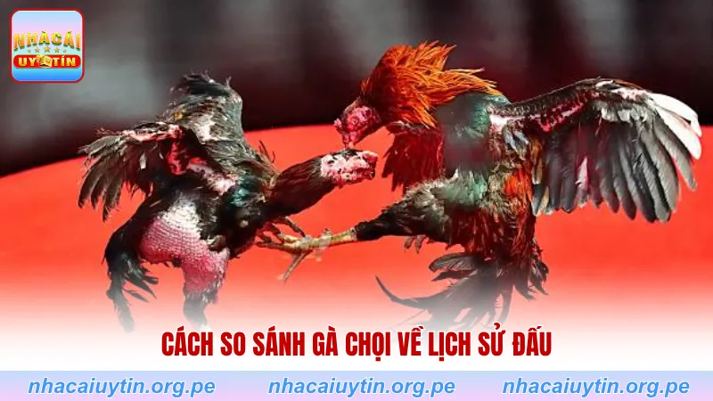 Cách so sánh gà chọi về “lịch sử đấu”