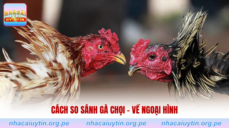 Cách so sánh gà chọi - về ngoại hình