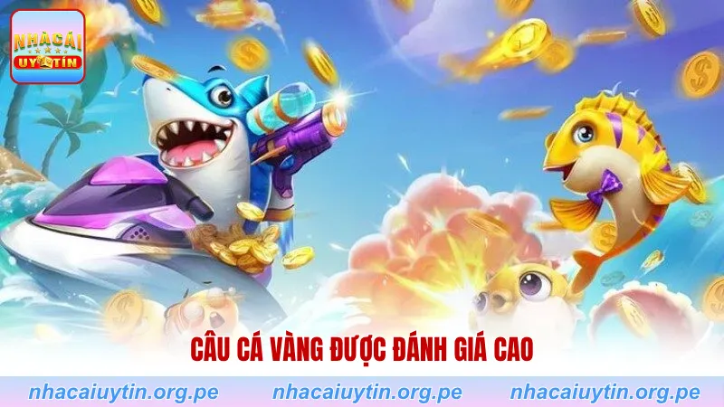 Câu cá Vàng được đánh giá cao