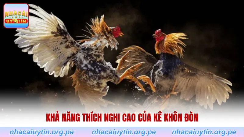 Khả năng thích nghi cao của kê khôn đòn