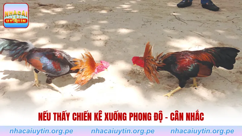 Nếu thấy chiến kê xuống phong độ - cân nhắc