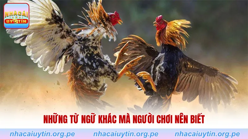 Những từ ngữ khác mà người chơi nên biết