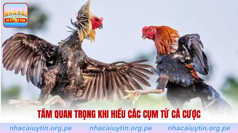 Tầm quan trọng khi hiểu các cụm từ cá cược