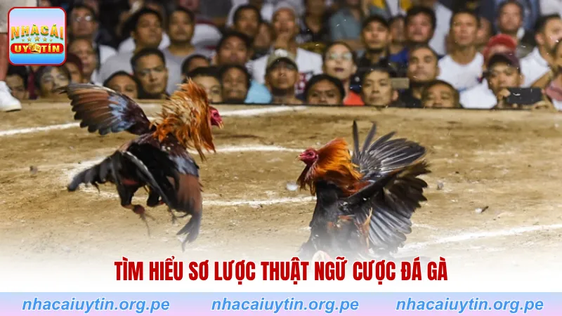 Tìm hiểu sơ lược thuật ngữ cược đá gà