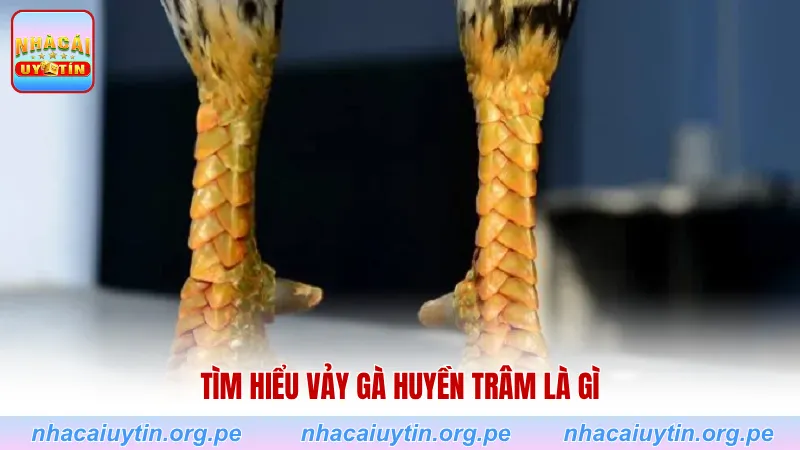 Tìm hiểu vảy gà huyền trâm là gì