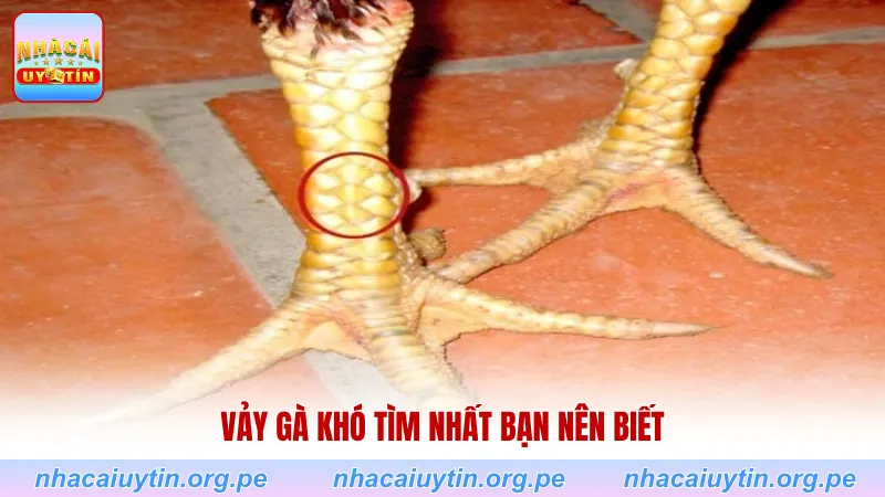 Vảy gà khó tìm nhất bạn nên biết